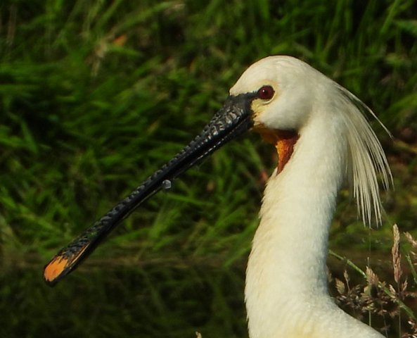 lepelaarzouweboezem02062020 2